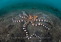 Wonderpus Prowl. Indonesia