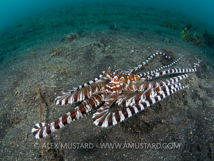Wunderpus Prowling. Indonesia