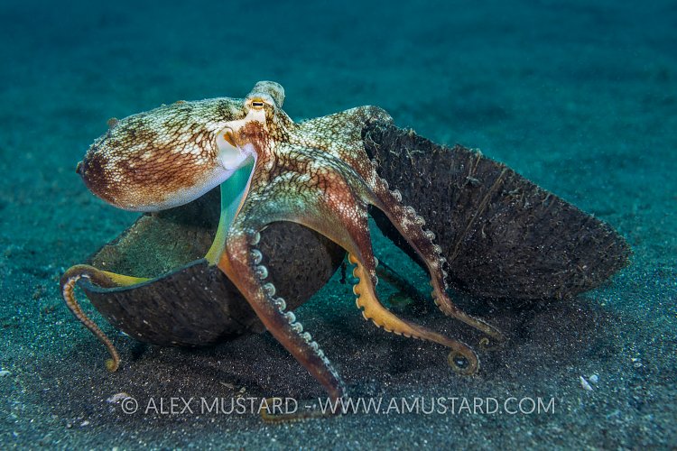 Octopus With Coconut. Indonesia.