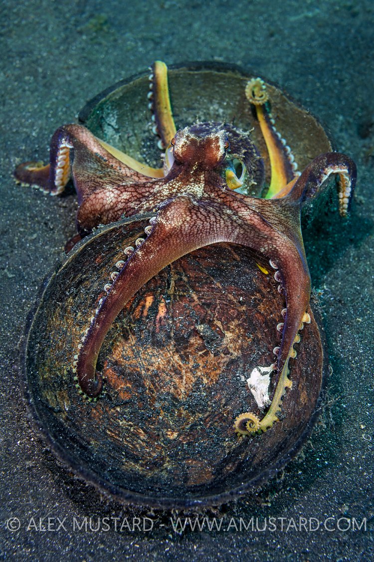 Octopus In Coconut. Indonesia.