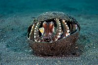Octopus In Coconut. Indonesia.