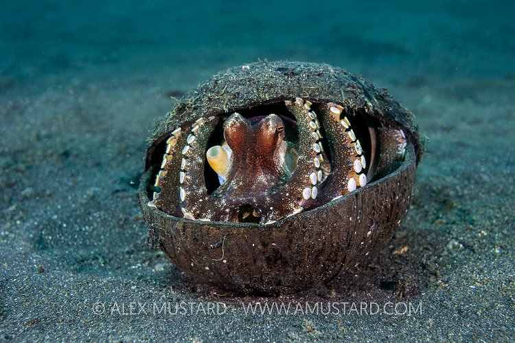 Octopus In Coconut. Indonesia.