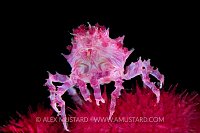 Soft Coral Crab. Indonesia