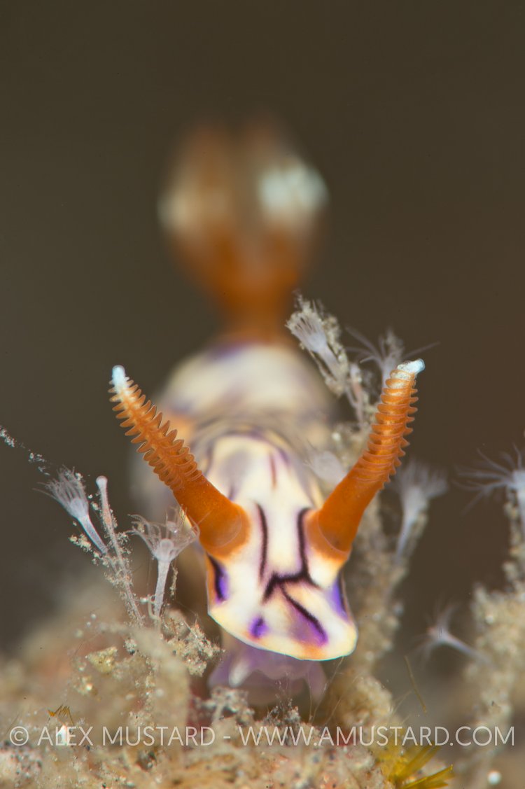Nudibranch (Hypselodoris zephyra). Indonesia