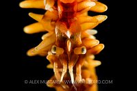 Whip Coral Shrimp. Indonesia