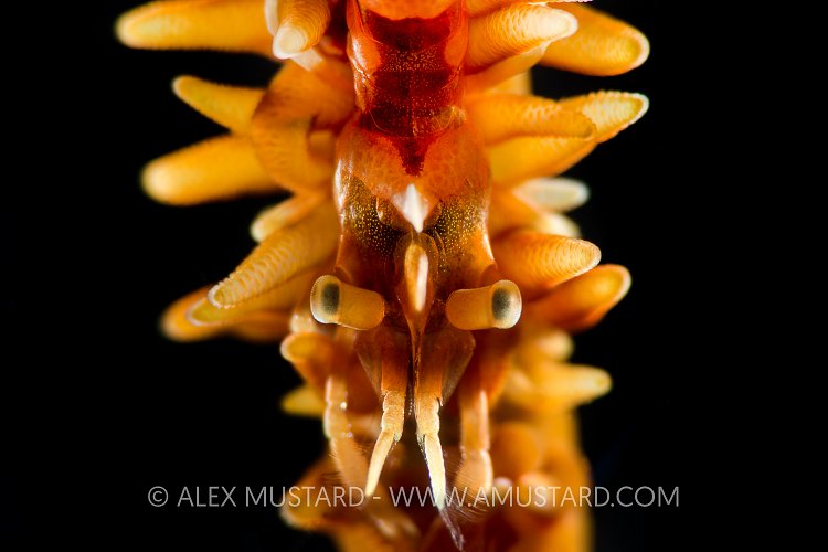 Whip Coral Shrimp. Indonesia