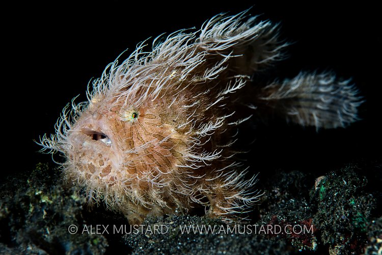 Hairy Frogfish. Indonesia.