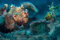 Hidden Frogfish. Indonesia.