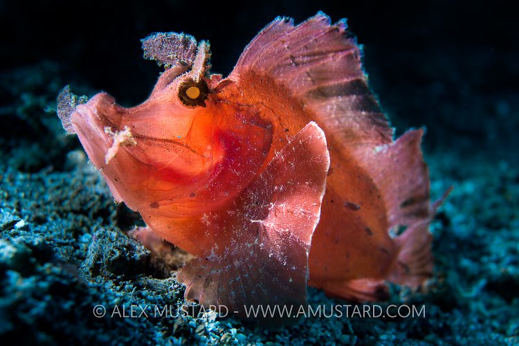 Rhinopias Backlit. Indonesia.
