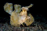 Weedy Scorpionfish. Indonesia