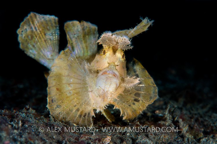 Weedy Scorpionfish. Indonesia