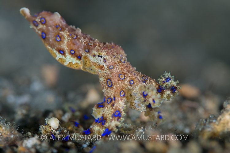 Blue Ring Octopus. Indonesia.