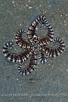 Mimic Octopus. Indonesia