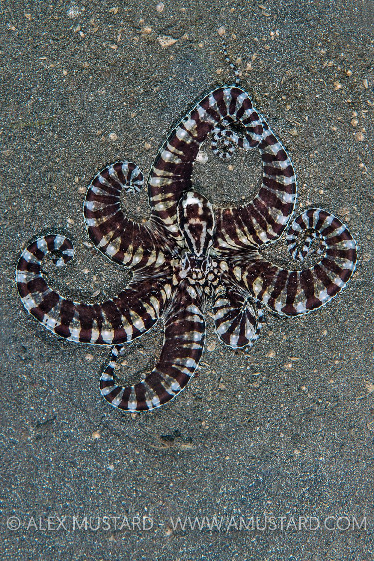 Mimic Octopus. Indonesia