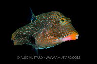 Puffer Portrait. Indonesia.