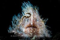 Hairy Frogfish Fishing. Indonesia.