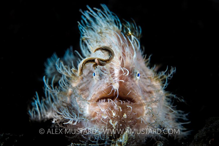 Hairy Frogfish Fishing. Indonesia.