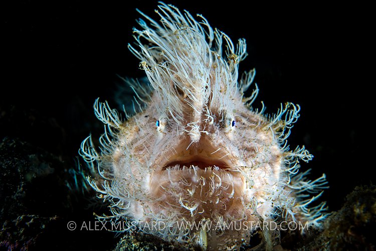 Hairy Frogfish. Indonesia.