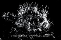 A portrait of a hairy frogfish (striated frogfish: striped frogfish: Antennarius striatus) lies in wait for prey on the sand. This large indidual was probably a female. Aer Prang, Bitung, North Sulawesi, Indonesia. Lembeh Strait, Molucca Sea.
Cleaning of backscatter in water around fish.
