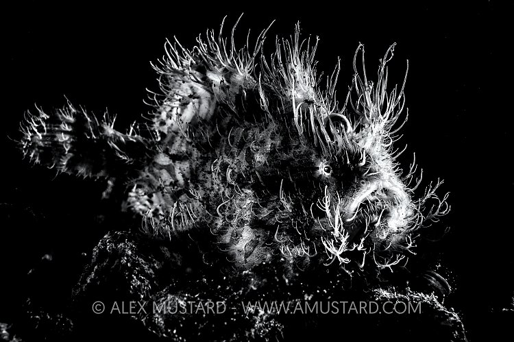 A portrait of a hairy frogfish (striated frogfish: striped frogfish: Antennarius striatus) lies in wait for prey on the sand. This large indidual was probably a female. Aer Prang, Bitung, North Sulawesi, Indonesia. Lembeh Strait, Molucca Sea.
Cleaning of backscatter in water around fish.