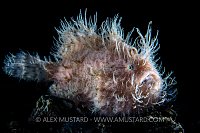 Hairy Frogfish Portrait. Indonesia