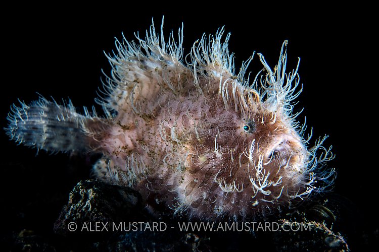 Hairy Frogfish Portrait. Indonesia