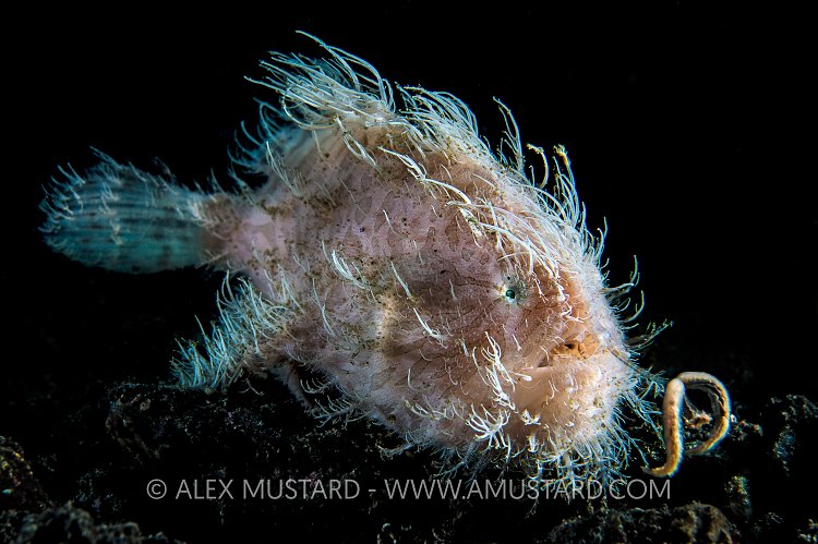 Hairy Frogfish Fishing. Indonesia