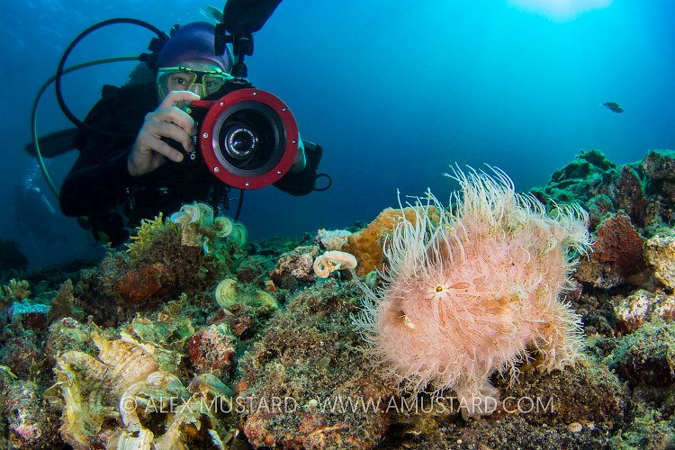 Diver with Frogfish. Indonesia