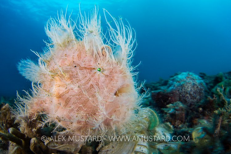 Hairy Frogfish. Indonesia.
