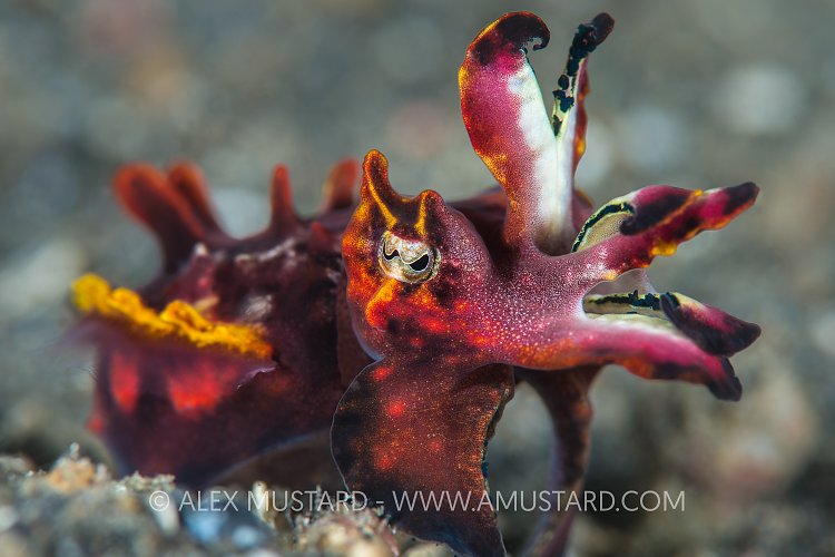 Colourful Flambo. Indonesia