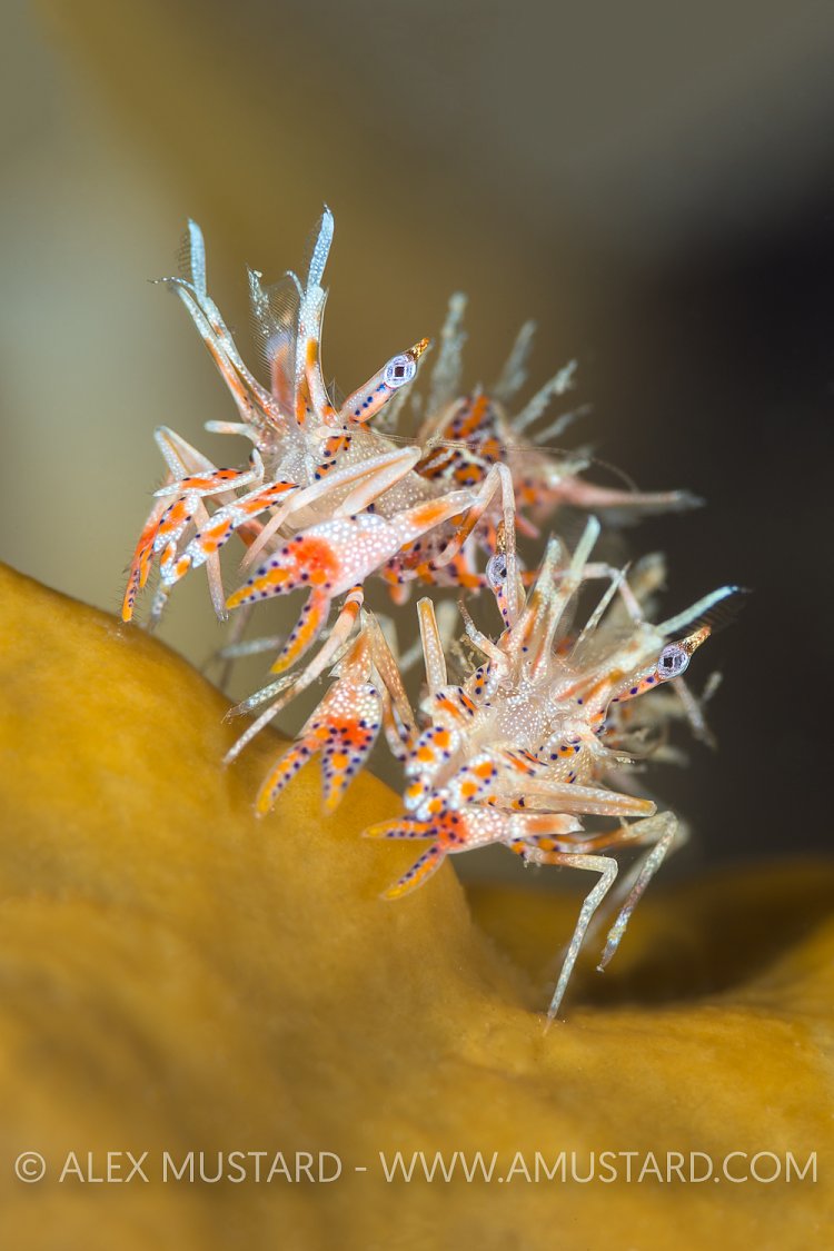 Tiger Shrimps. Indonesia