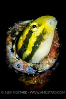 Bottle Neck. Indonesia