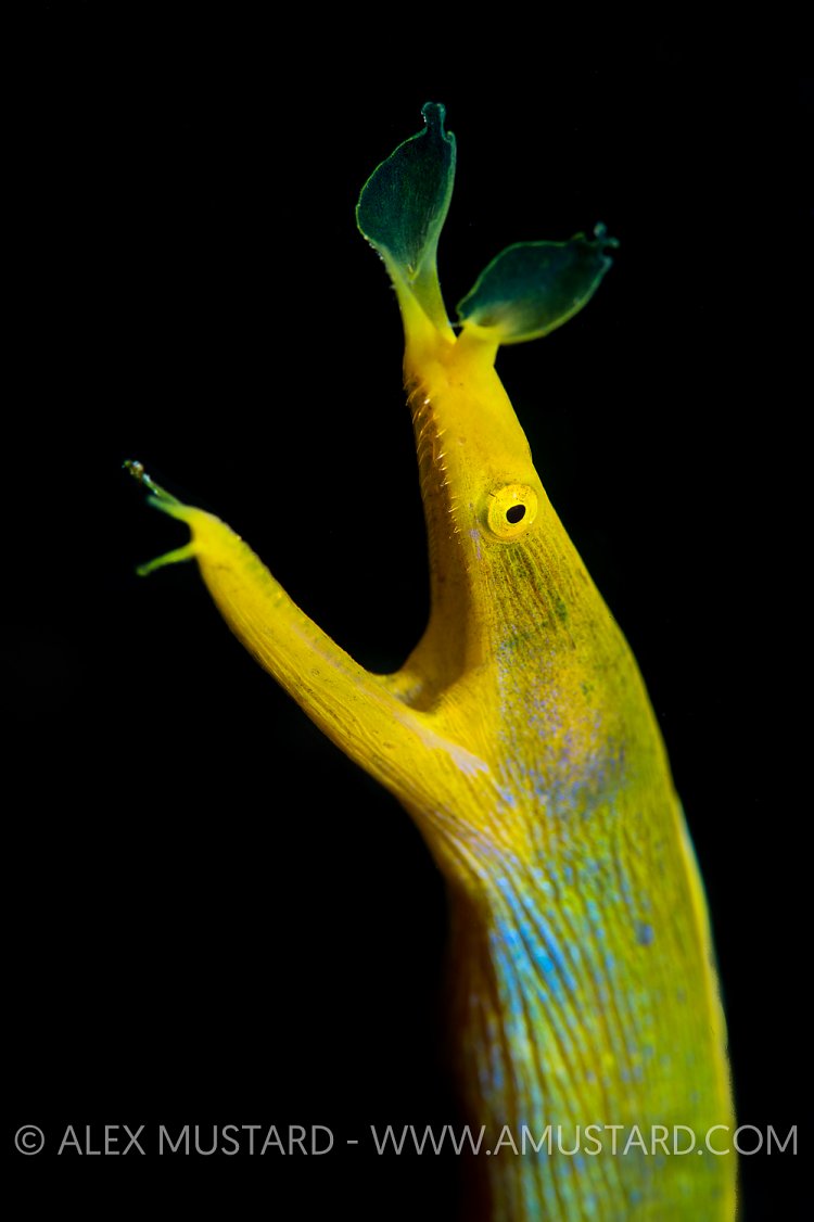 Yellow Ribbon Eel. Indonesia