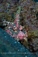 Devil In The Detail. Indonesia