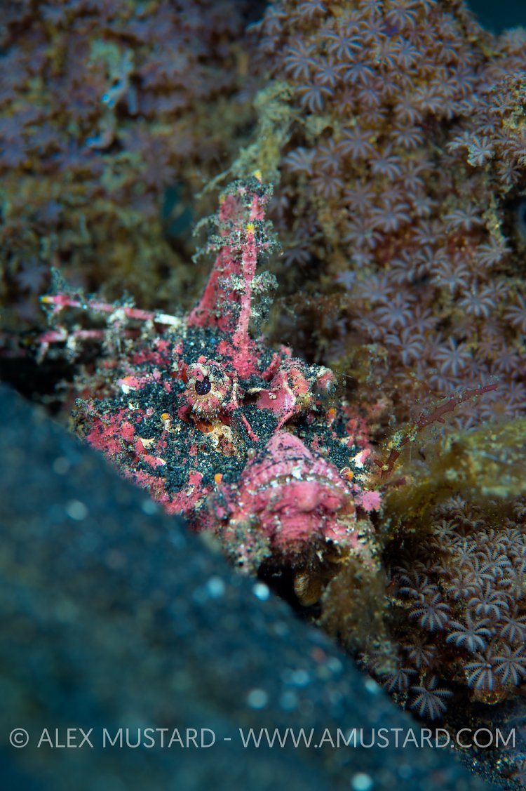Devil In The Detail. Indonesia