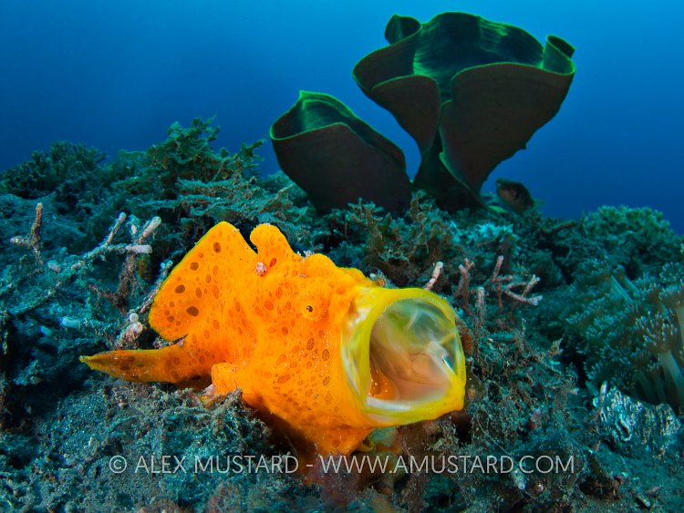 Yawning Frogfish. Indonesia