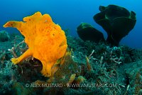 Orange Frogfish. Indonesia