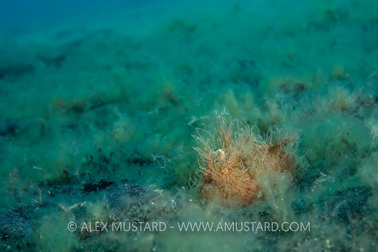 Hidden Hairy. Indonesia