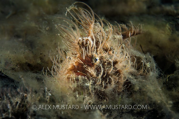 Hairy Frogfish. Indonesia.