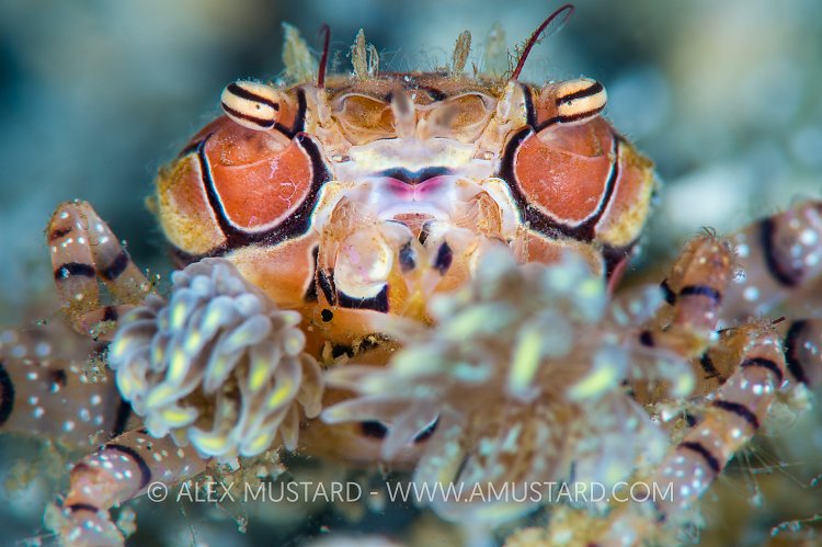 Boxing Clever. Indonesia.