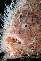 Hairy Frogfish. Indonesia.