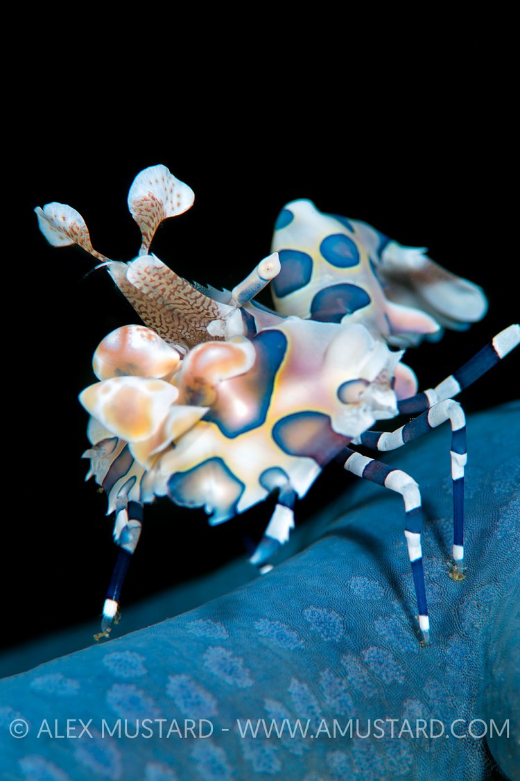 Harelquin Shrimp. Indonesia