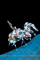 Harelquin Shrimp. Indonesia