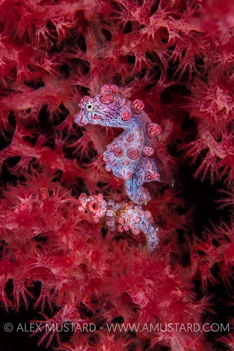 Pygmy Punch Up. Indonesia