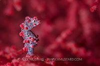 Lone Pygmy Seahorse. Indonesia