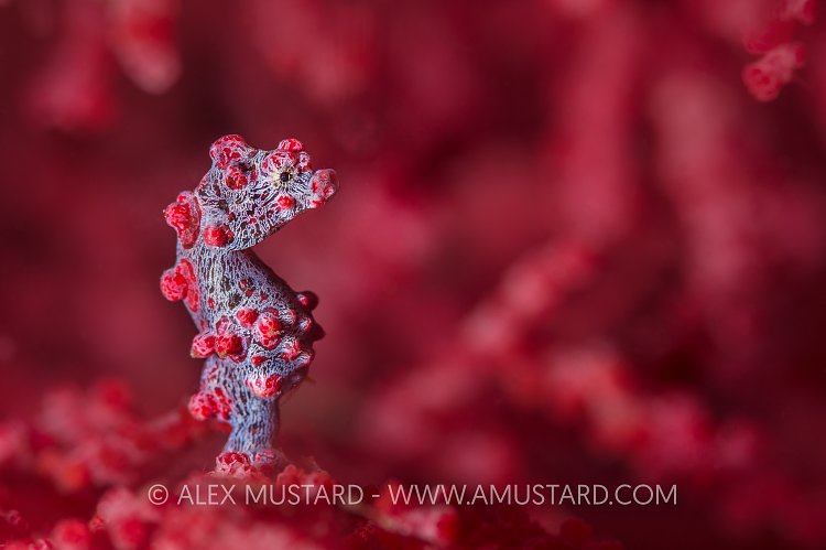 Lone Pygmy Seahorse. Indonesia