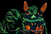 Nudi Portrait. Indonesia