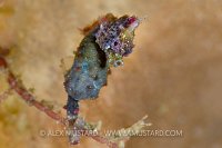 Pontohi Portrait. Indonesia.