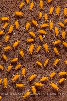 Orange Isopods. Indonesia