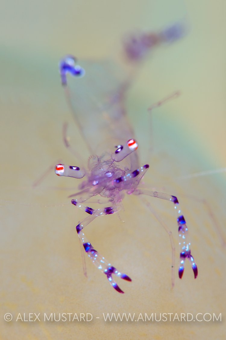 Anemone Shrimp. Indonesia